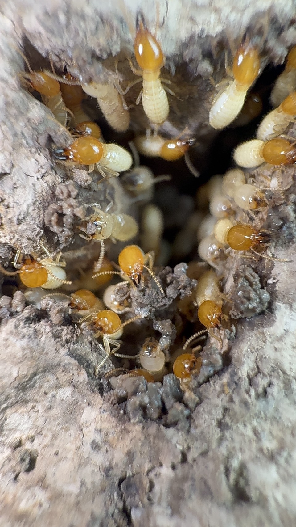 ปลวกใต้ดิน (Subterranean termites) รูปที่ 8