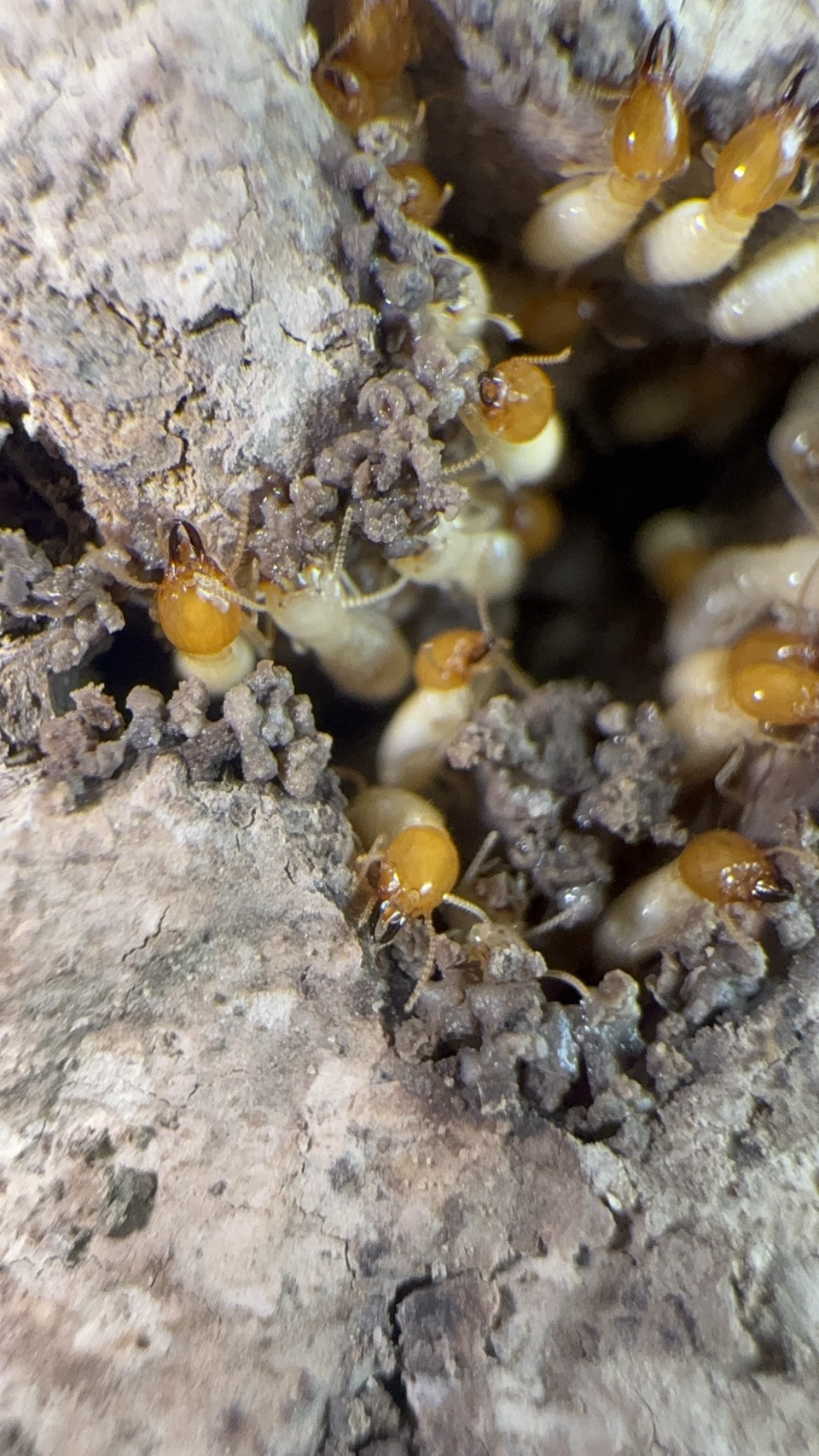 ปลวกใต้ดิน (Subterranean termites) รูปที่ 6