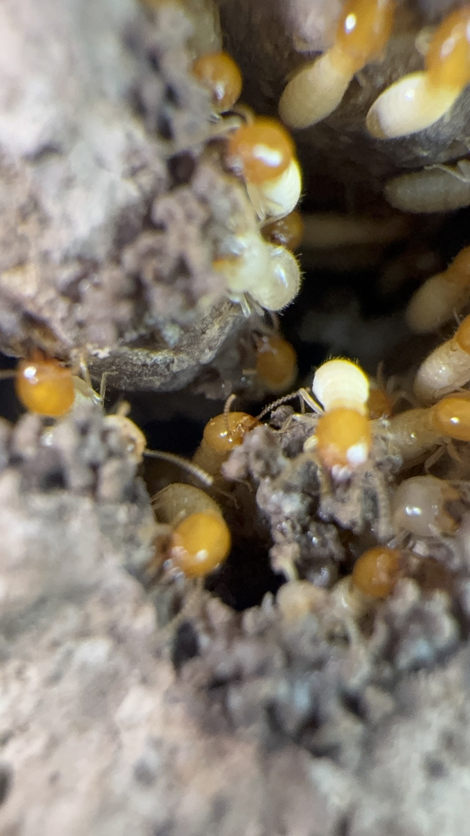 ปลวกใต้ดิน (Subterranean termites) รูปที่ 4