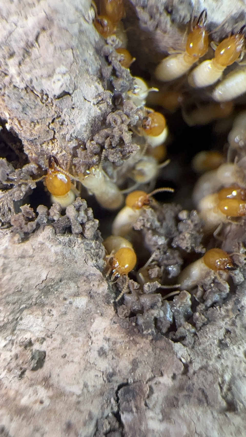 ปลวกใต้ดิน (Subterranean termites) รูปที่ 5