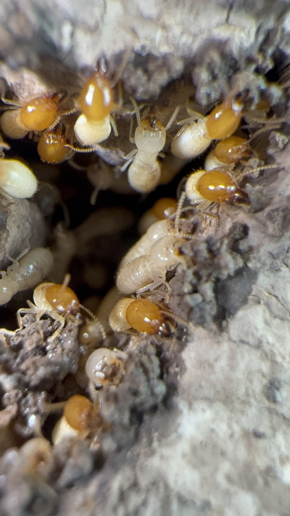 ปลวกใต้ดิน (Subterranean termites)