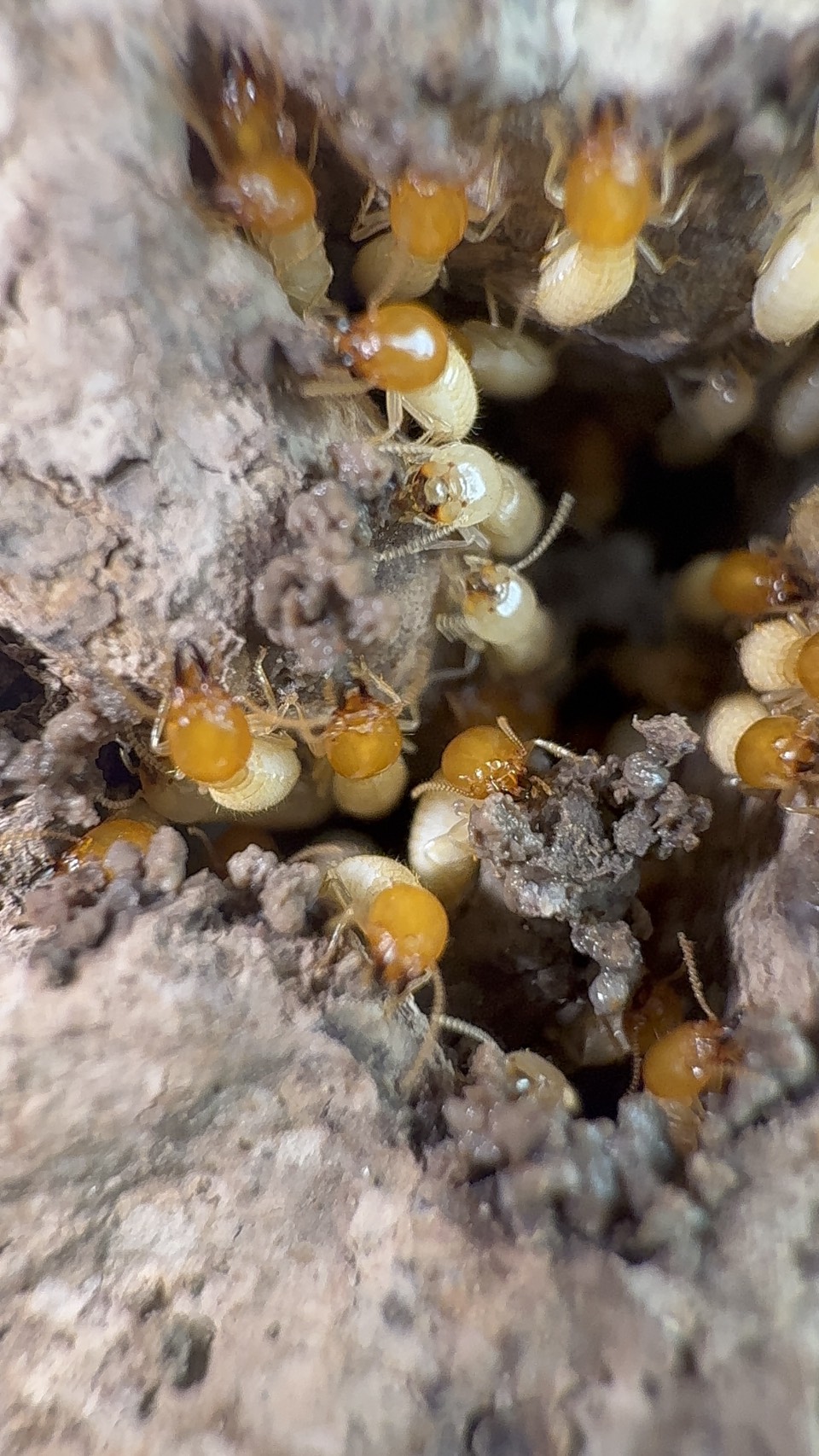 ปลวกใต้ดิน (Subterranean termites) รูปที่ 7