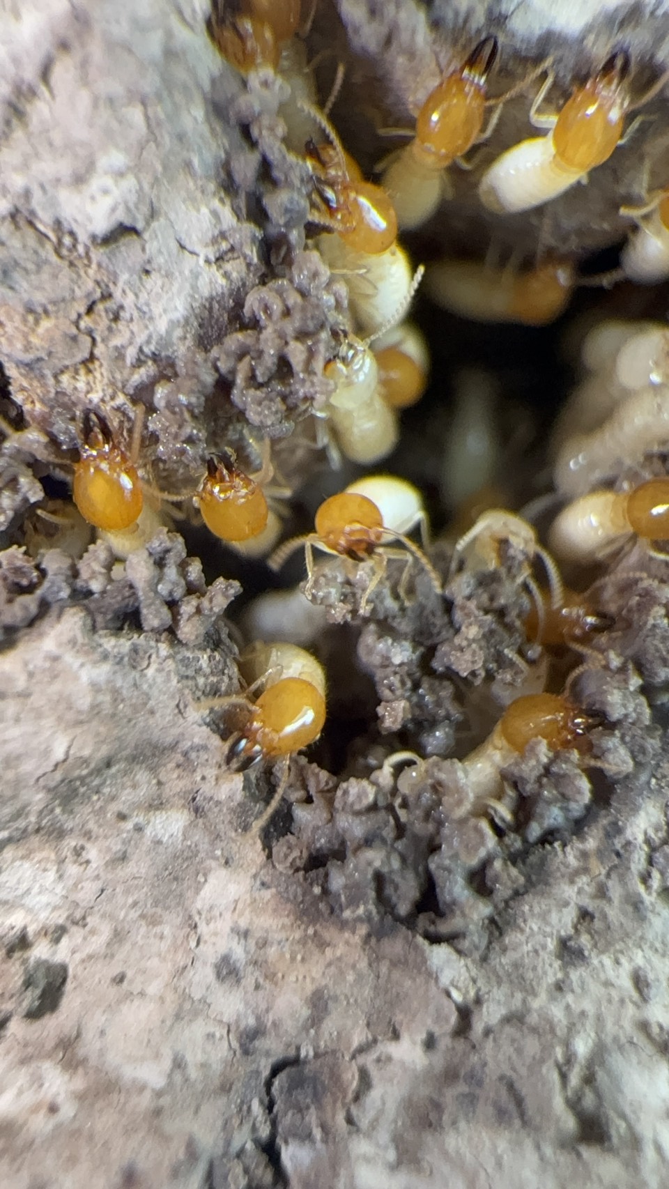ปลวกใต้ดิน (Subterranean termites) รูปที่ 2